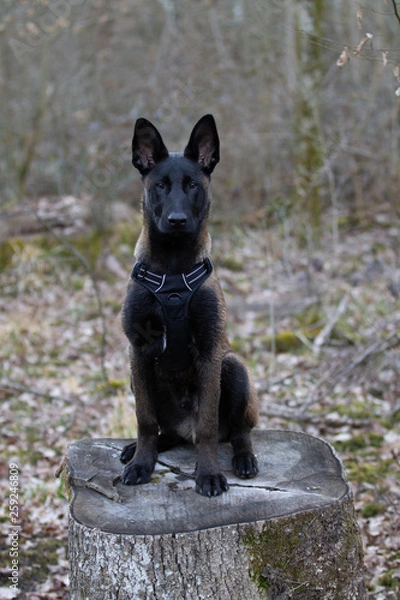 Fototapeta Dog Belgian Schepard - Malinois