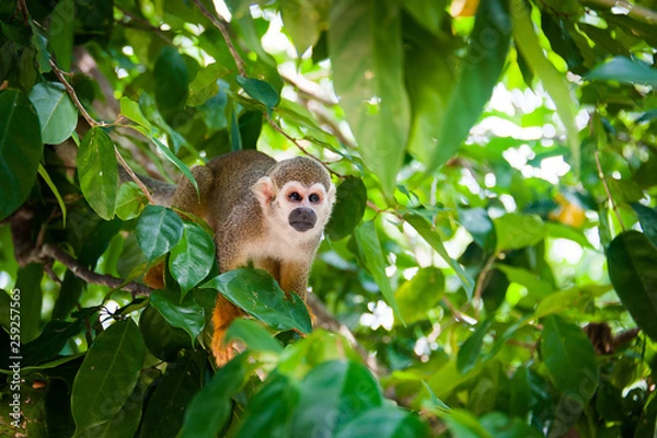 Fototapeta squirrel monkey preparing for jump, little monkey sitting on a tree