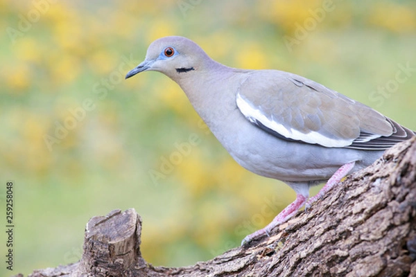Obraz White winged dove perched on a trunk background mimosa acacia dealbata