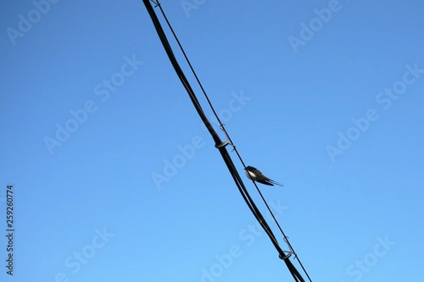 Fototapeta 春のツバメ