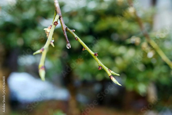 Fototapeta 枝に滴る雫