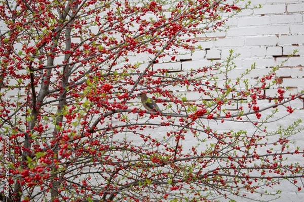 Obraz Red Berry Bush