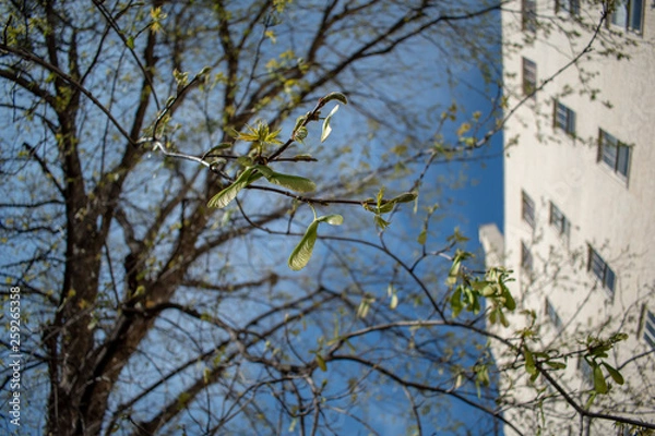 Obraz Trees in the City