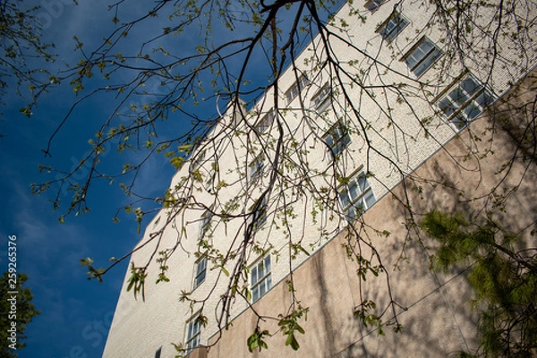 Obraz Trees with the Building