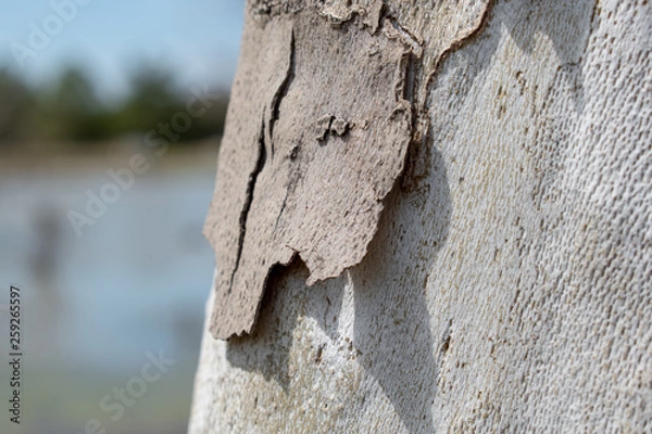 Obraz Birch Tree Close