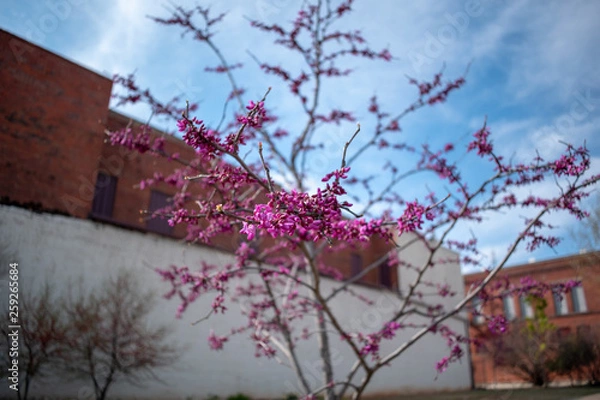 Obraz Spring Blossoms