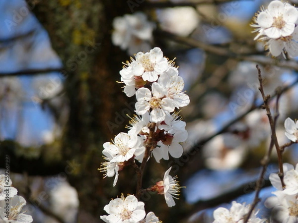 Obraz абрикос