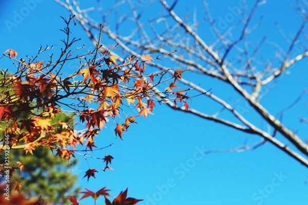 Fototapeta branch of a tree with red leaves on blue sky