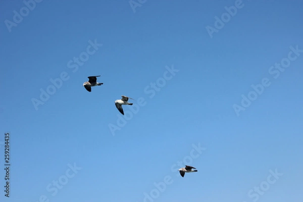 Fototapeta 날으는 갈매기