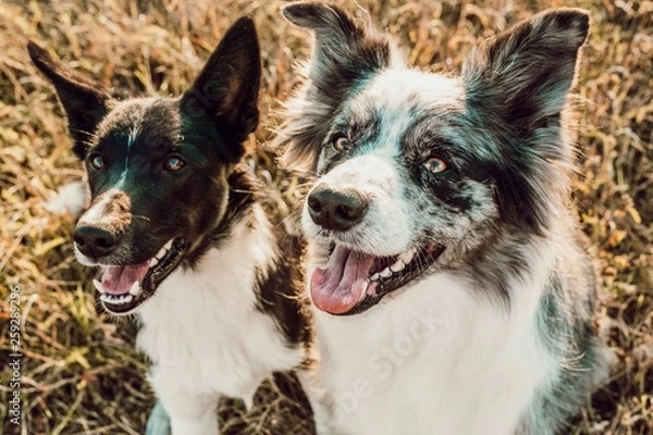 Obraz Border Collie Paar