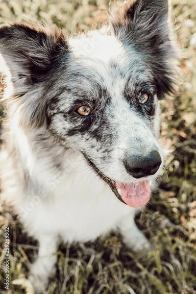 Obraz Border Collie 