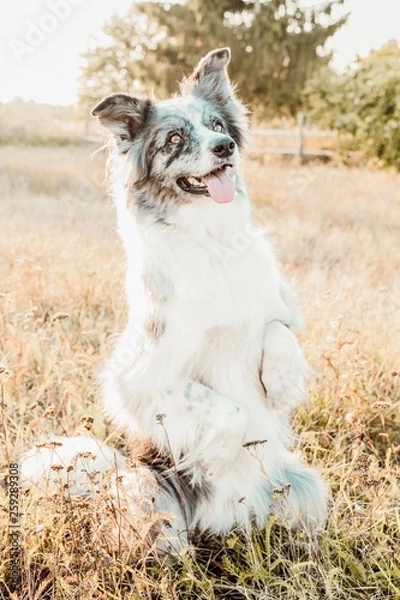 Obraz Pepper Border Collie
