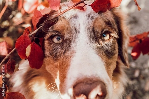 Obraz Portrait Shepherd