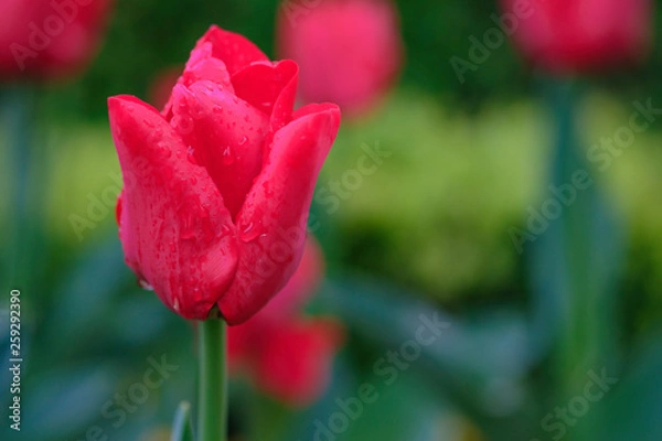 Obraz Tulips in spring after the rain