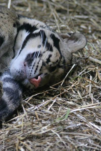 Fototapeta jaguar cub laying in straw