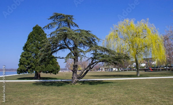 Fototapeta three trees in springtime in murten 