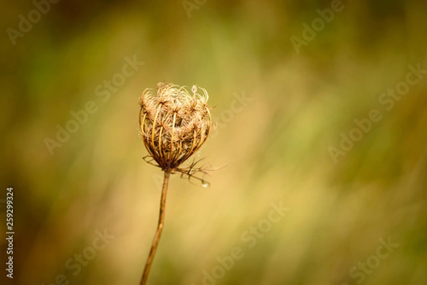 Obraz Blossom in a field