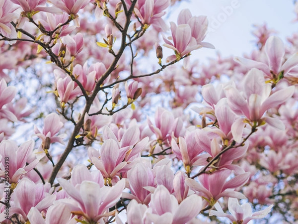 Fototapeta Beautiful flowering Magnolia pink blossom tree in spring season. Closeup of magnolia tree blossom with blurred background and warm sunshine. Magnoliaceae soulangeana