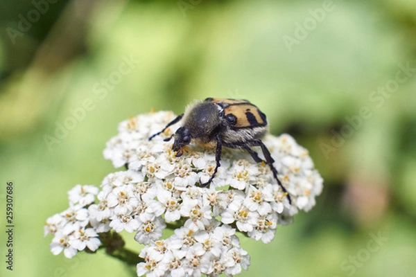 Obraz Small beetle  on a white flower.