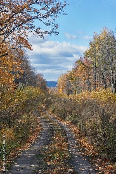 Obraz Forest threshold through the autumn forest .