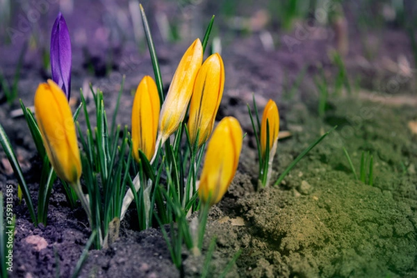 Obraz spring began the first spring yellow flowers