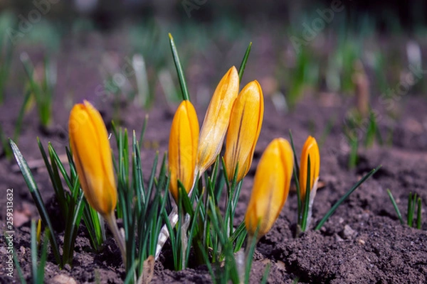Obraz spring began the first spring yellow flowers