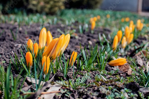 Obraz spring began the first spring yellow flowers