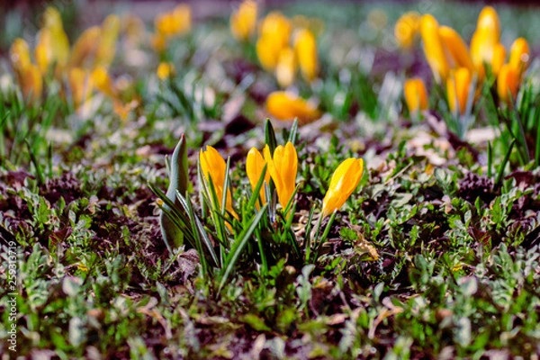 Obraz spring began the first spring yellow flowers