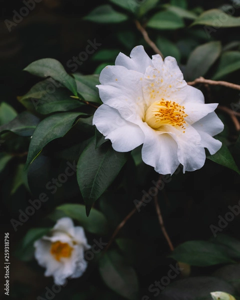 Obraz White camellia flowers over dark green leaves