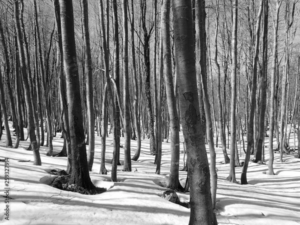 Obraz OLYMPUS DIGITAL CAMERA