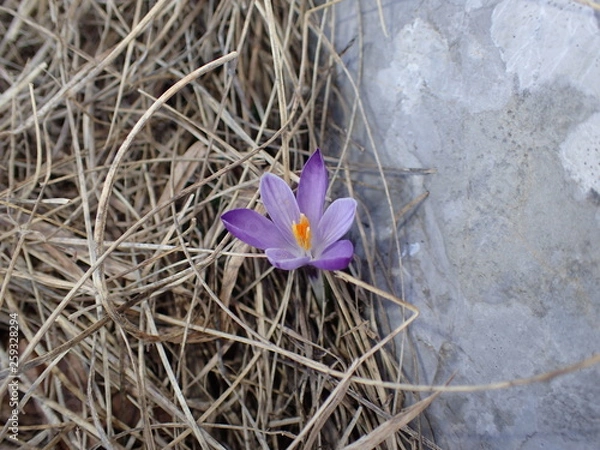 Obraz OLYMPUS DIGITAL CAMERA