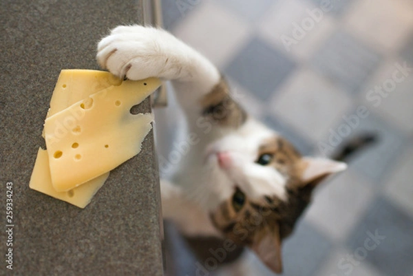 Fototapeta Domestic cat trying to steal slice of cheese from a table.