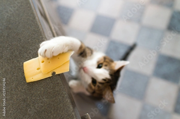 Fototapeta Domestic cat trying to steal slice of cheese from a table.