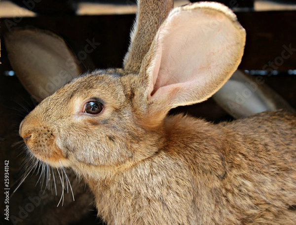 Obraz rabbit on a background