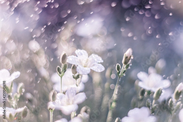 Fototapeta Dreamy nature background with grass, white flowers and water drops in sunlight. Soft focus artistic lens macro.