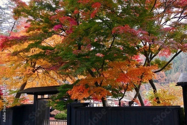 Obraz 《角館の紅葉》秋田県仙北市