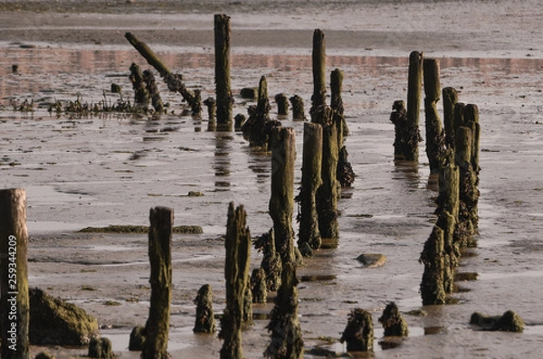 Fototapeta Pylons in the mud by the ocean