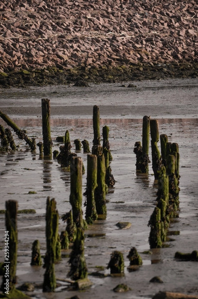 Obraz Pylons in the mud by the ocean