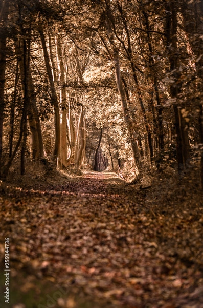Obraz Autumn in the forest