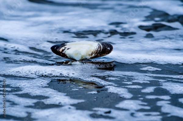 Obraz Shell in the water
