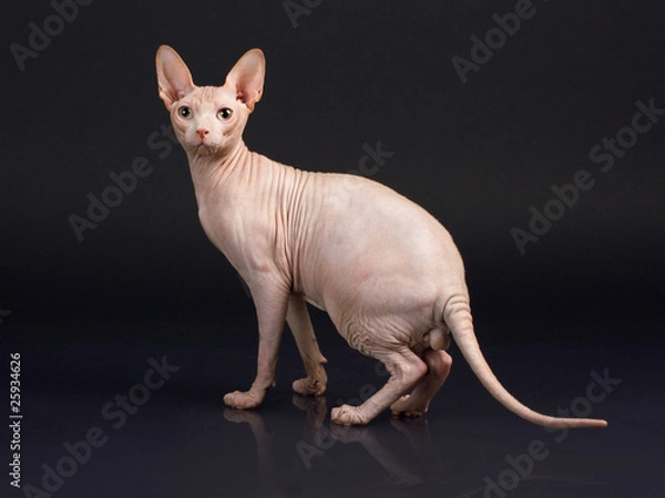 Obraz Sphynx male