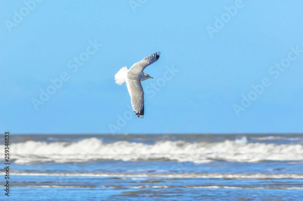 Obraz Seagull by the ocean