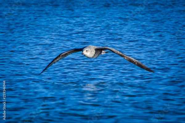 Obraz Seagull by the ocean