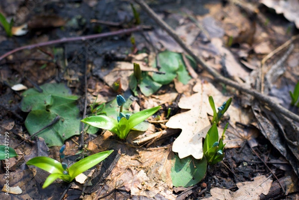Fototapeta blue snowdrops , close-up. spring flowers in the forest in March. background photo