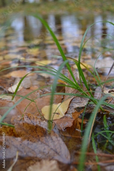 Obraz Herbst im Park