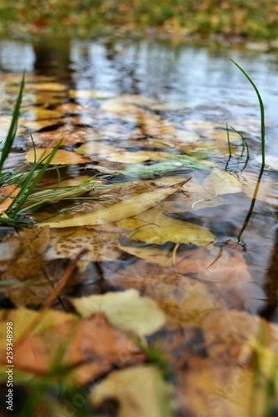 Obraz Herbst im Park
