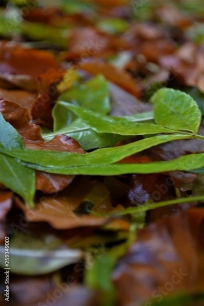 Obraz Herbst im Park