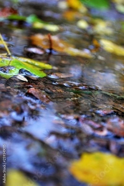 Obraz Herbst im Park