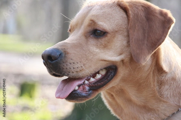 Fototapeta Brown labrador looking away while walking in the park