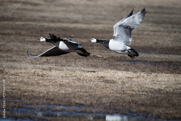 Obraz White-faced geese